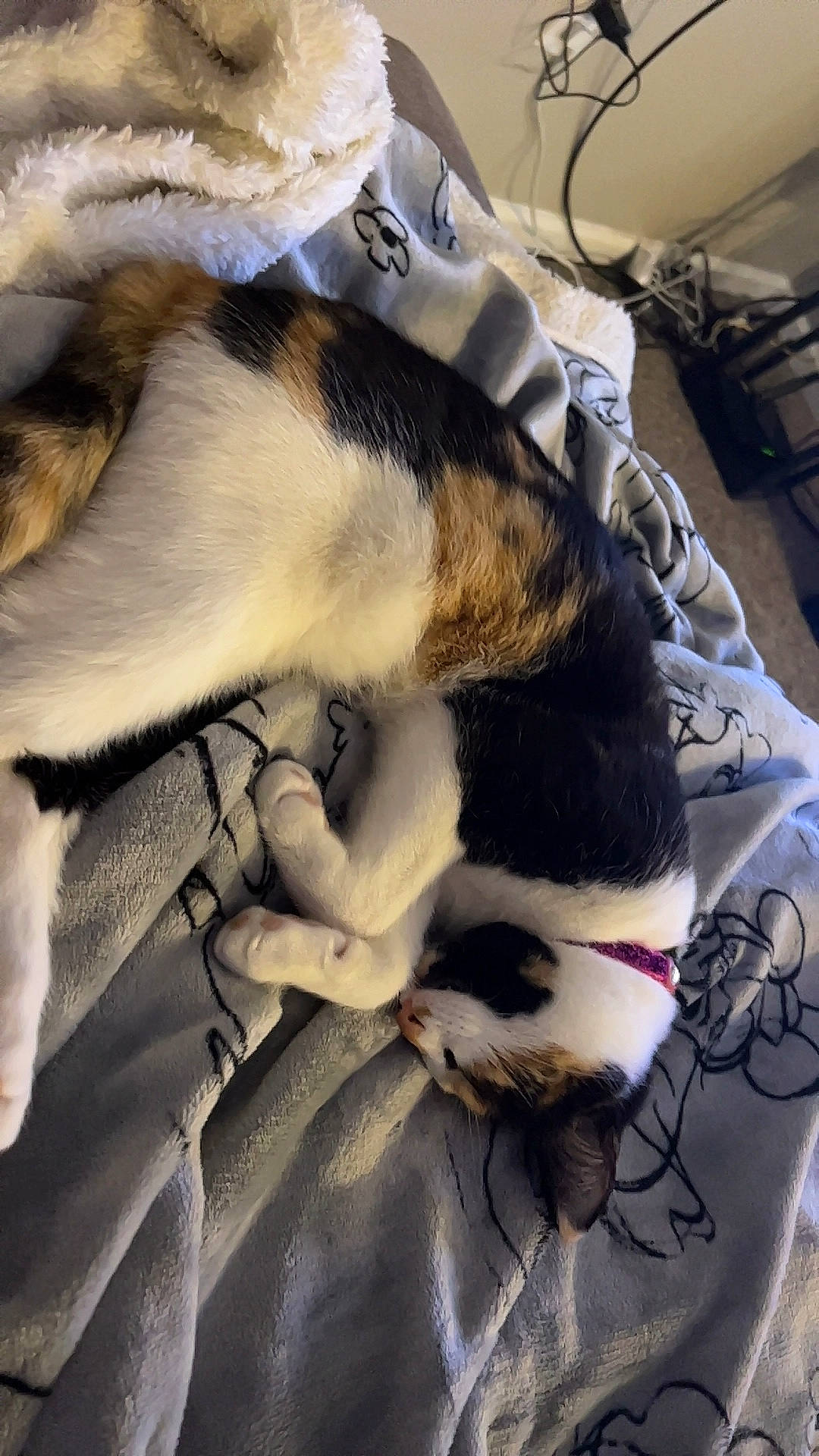 Beatrice joined the competition — help win amazing prizes! canidae, carnivore, cat, claw, comfort, companion_dog, dog_breed, domestic_short_haired_cat, fawn, felidae, fur, linens, nap, paw, sleep, small_to_medium_sized_cats, snout, sporting_group, tail, whiskers