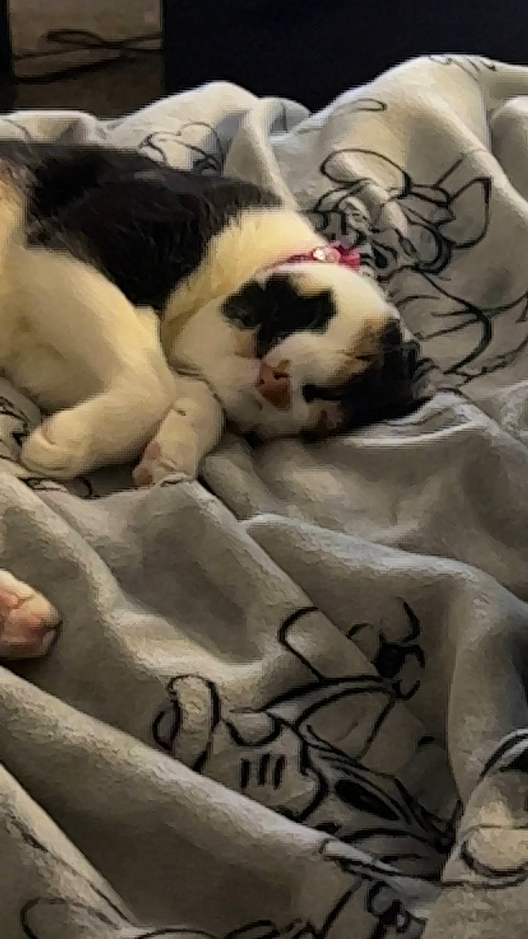 Beatrice is registered to the contest to win money with this photo: bedding, carnivore, cat, comfort, companion_dog, domestic_short_haired_cat, felidae, fur, grey, linens, mammal, pattern, paw, small_to_medium_sized_cats, tail, textile, vertebrate, whiskers, white, wood