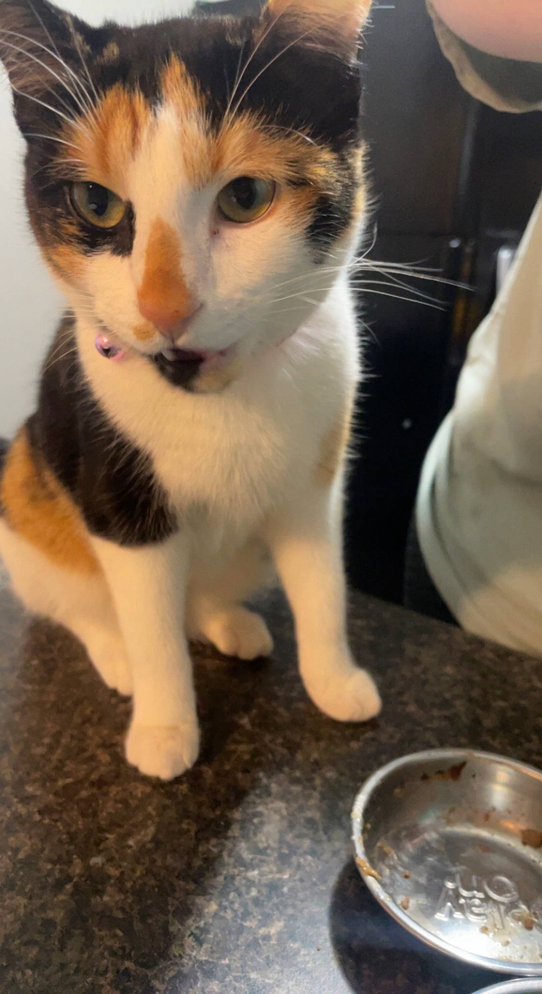 Beatrice joined the competition — help win amazing prizes! carnivore, cat, claw, comfort_food, domestic_short_haired_cat, eye, fawn, felidae, foot, fur, ingredient, paw, serveware, sitting, small_to_medium_sized_cats, snout, tail, whiskers, window