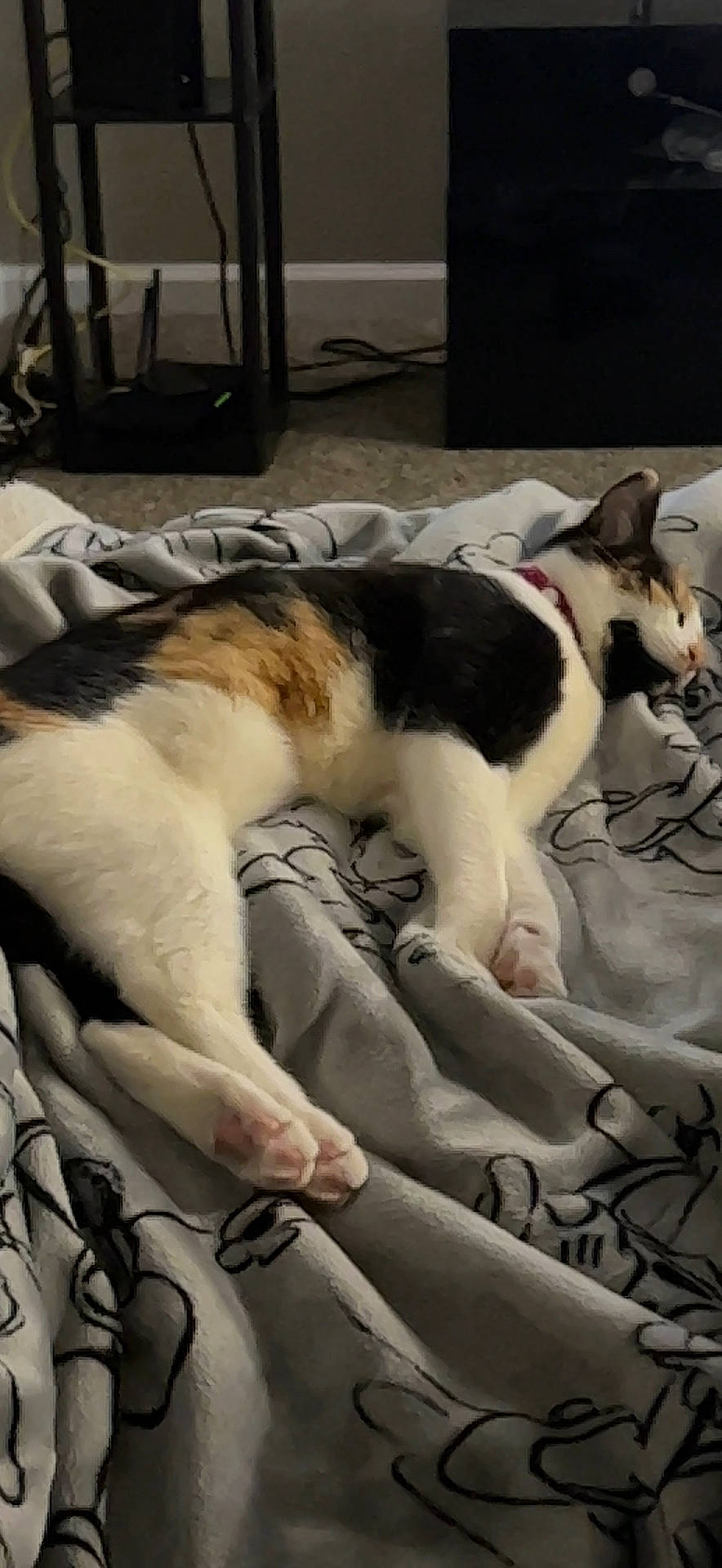 Beatrice joined the competition — help win amazing prizes! bedding, canidae, carnivore, cat, comfort, companion_dog, dog_breed, domestic_short_haired_cat, felidae, fur, human_leg, lap, linens, nap, paw, room, small_to_medium_sized_cats, sporting_group, tail, whiskers