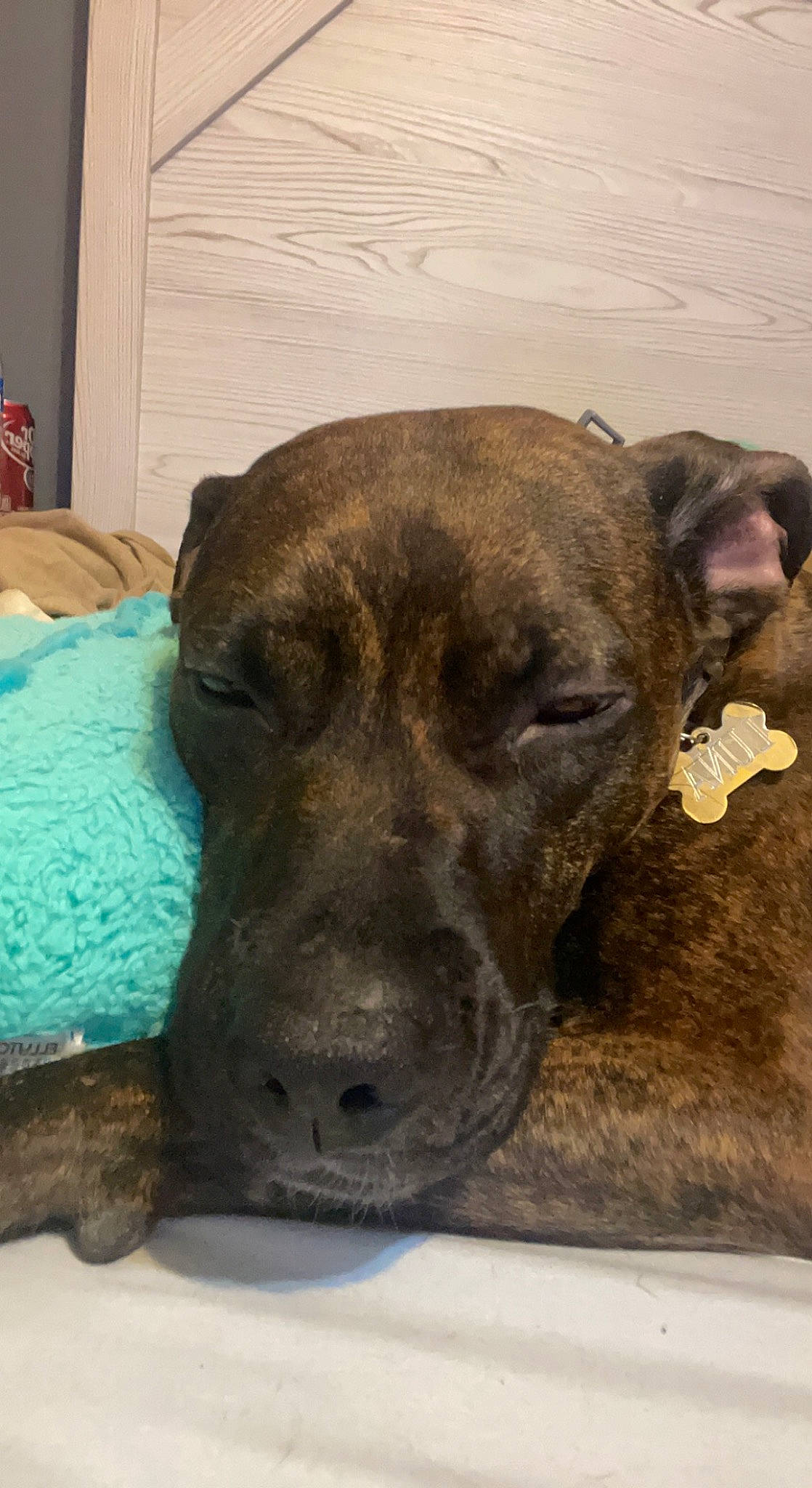 Luna joined the competition — help win amazing prizes! canidae, carnivore, collar, companion_dog, dog, dog_breed, dog_collar, dog_supply, fawn, fur, guard_dog, liver, non_sporting_group, pet_supply, puppy, snout, sporting_group, terrestrial_animal, whiskers, working_animal