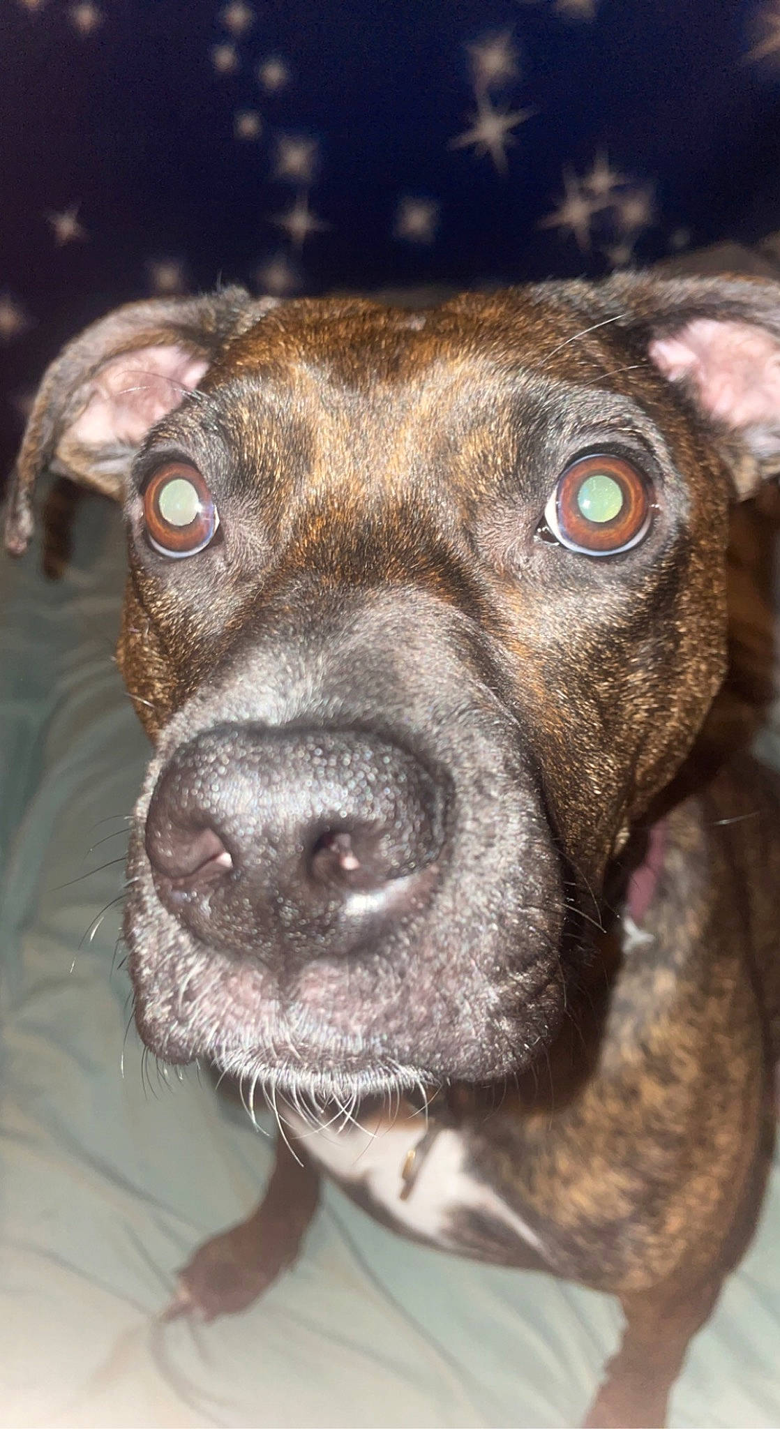 Luna joined the competition — help win amazing prizes! canidae, carnivore, close_up, collar, companion_dog, dog, dog_breed, dog_collar, ear, fawn, fur, guard_dog, liver, molosser, snout, sporting_group, terrestrial_animal, treeing_tennessee_brindle, whiskers, working_animal