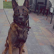 Tyson participe au concours pour gagner de l'argent avec cette photo : dog, german_shepherd, sunglasses, outdoor, patio, tile_floor, leash, collar, garden, furniture, chair, umbrella, plant, calm, pet, animal, canine, brown, black, sitting