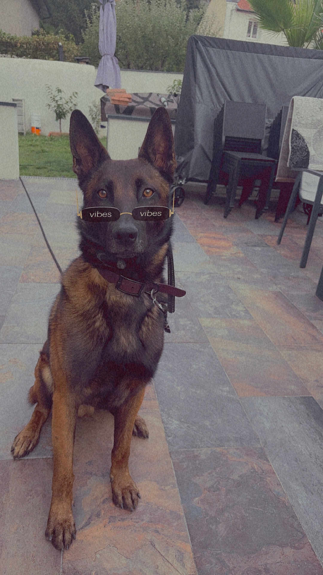 Tyson participe au concours pour gagner de l'argent avec cette photo : dog, german_shepherd, sunglasses, outdoor, patio, tile_floor, leash, collar, garden, furniture, chair, umbrella, plant, calm, pet, animal, canine, brown, black, sitting