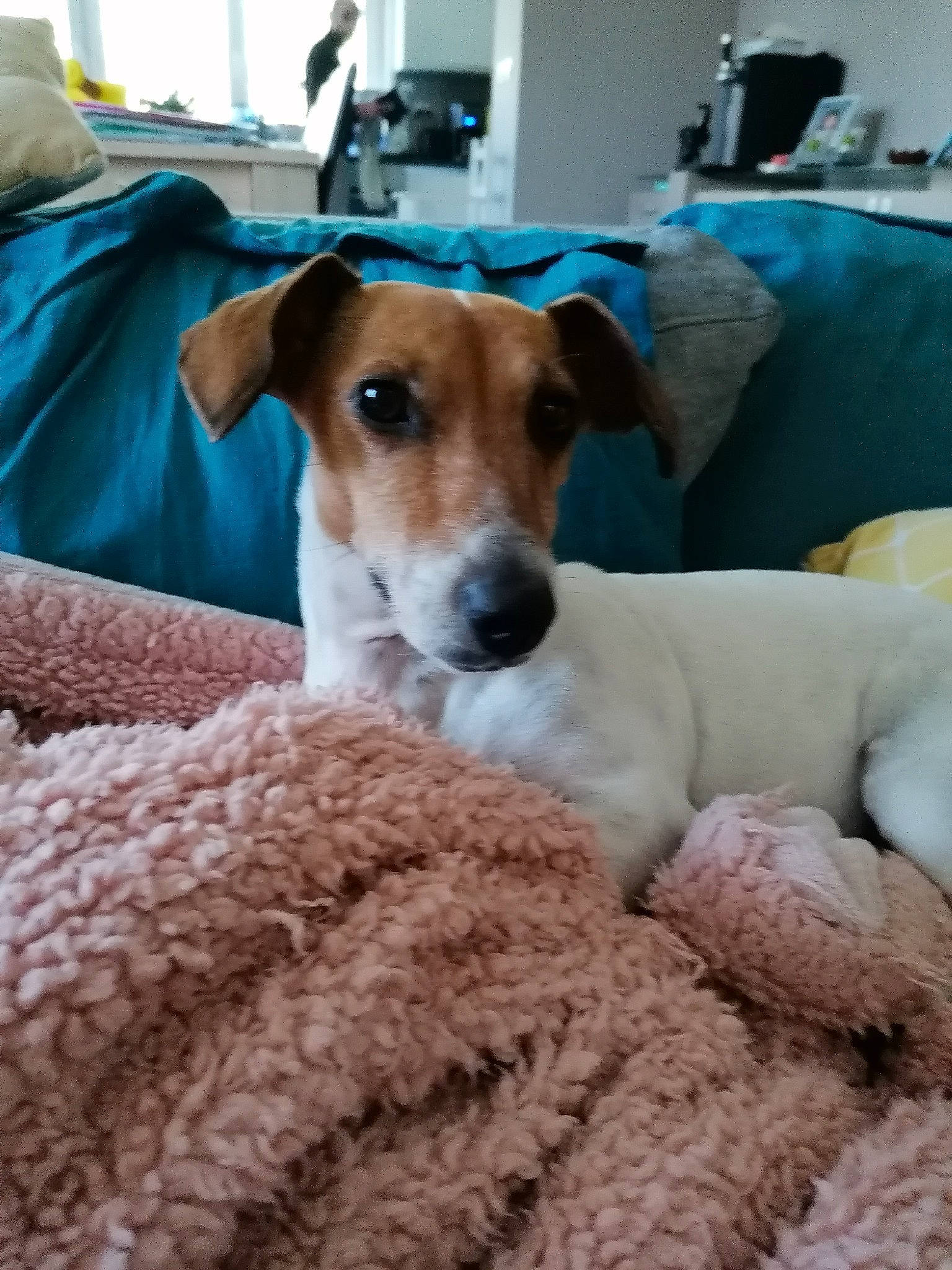 Iroise participe au concours pour gagner de l'argent avec cette photo : canidae, carnivore, chair, collar, comfort, companion_dog, cup, dog, dog_breed, fawn, fur, irishjacks, linens, sighthound, snout, sporting_group, terrier, whiskers, working_animal