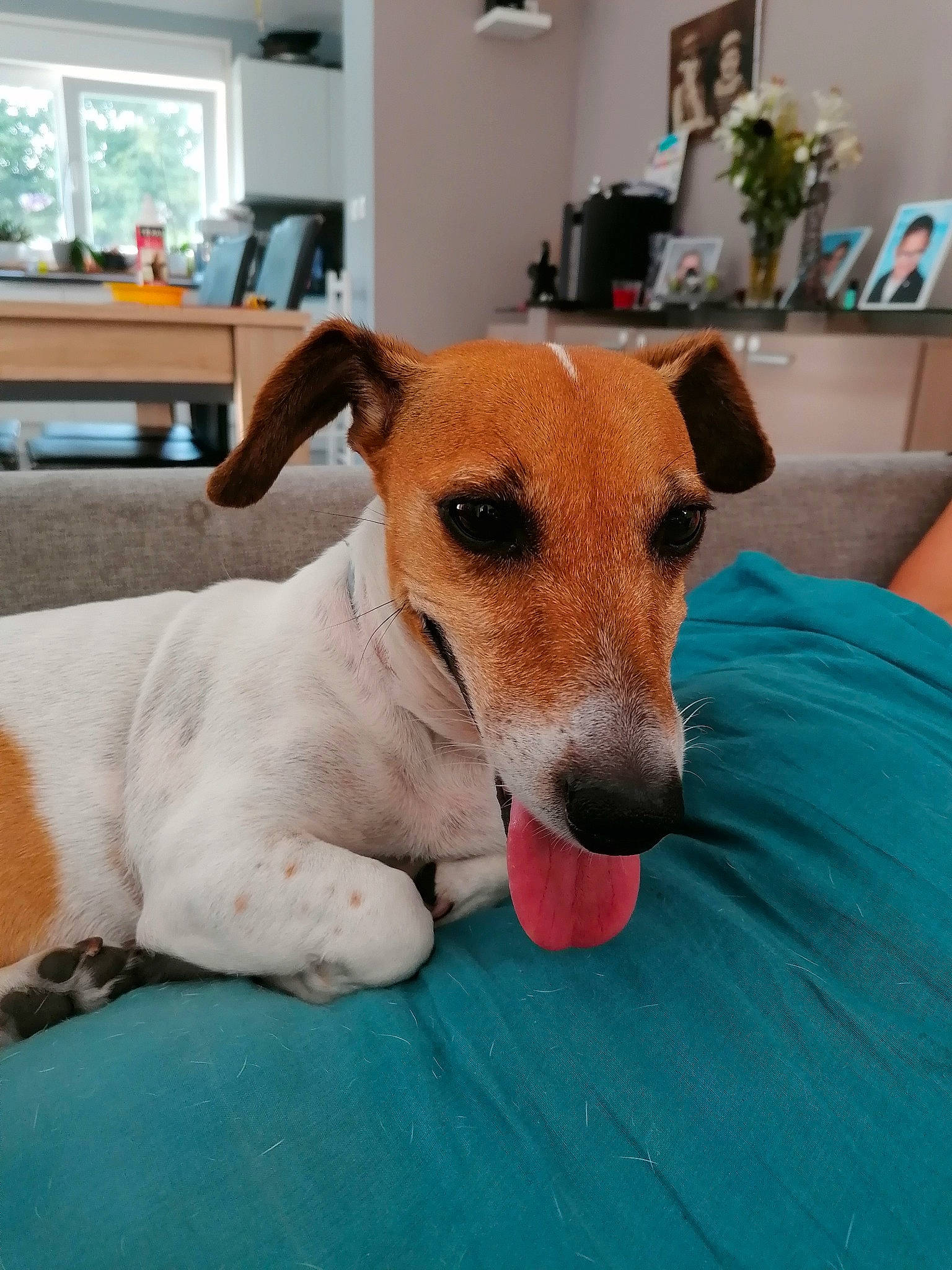 Iroise participe au concours pour gagner de l'argent avec cette photo : carnivore, chair, collar, companion_dog, dog, dog_breed, dog_collar, dog_supply, fawn, flooring, furniture, houseplant, pet_supply, picture_frame, plant, snout, sporting_group, table, whiskers, wood