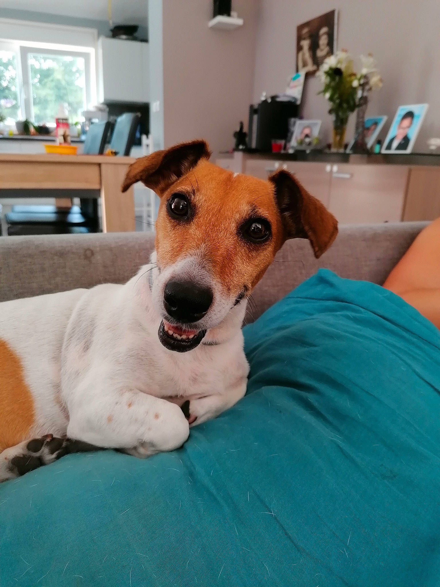 Iroise participe au concours pour gagner de l'argent avec cette photo : canidae, carnivore, chair, collar, comfort, companion_dog, desk, dog, dog_breed, fawn, flooring, fur, furniture, houseplant, picture_frame, snout, sporting_group, table, whiskers, window