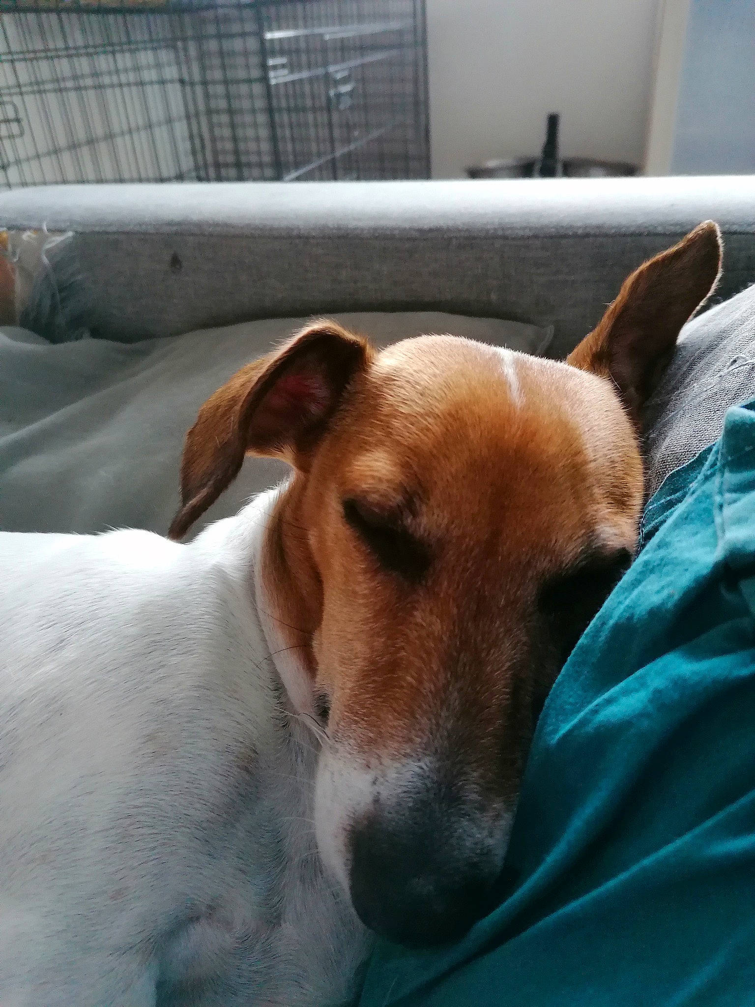 Iroise participe au concours pour gagner de l'argent avec cette photo : canidae, carnivore, collar, comfort, companion_dog, dog, dog_breed, ear, fawn, fur, linens, non_sporting_group, snout, sporting_group, tail, terrier, whiskers, window