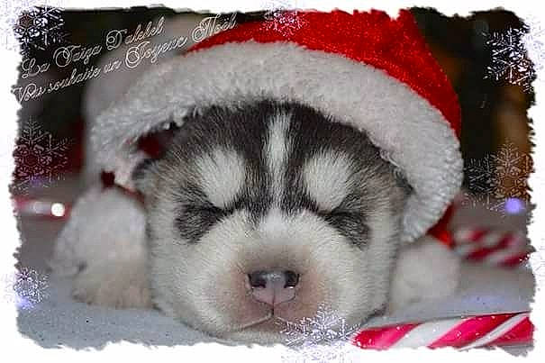 Maïna a rejoint le concours — aidez-le/la à gagner de superbes lots ! canidae, carnivore, christmas, companion_dog, dog, dog_bed, dog_breed, dog_supply, event, fawn, fur, holiday, paw, puppy_love, rectangle, snout, sporting_group, terrestrial_animal, textile, whiskers