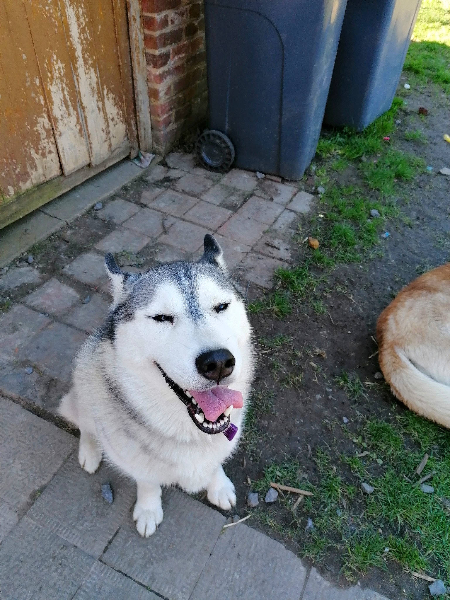 Maïna a rejoint le concours — aidez-le/la à gagner de superbes lots ! ancient_dog_breeds, brickwork, carnivore, collar, companion_dog, dog, dog_breed, door, foot, fur, gas, grass, road_surface, siberian_husky, sidewalk, sled_dog, sporting_group, tail, working_animal, working_dog