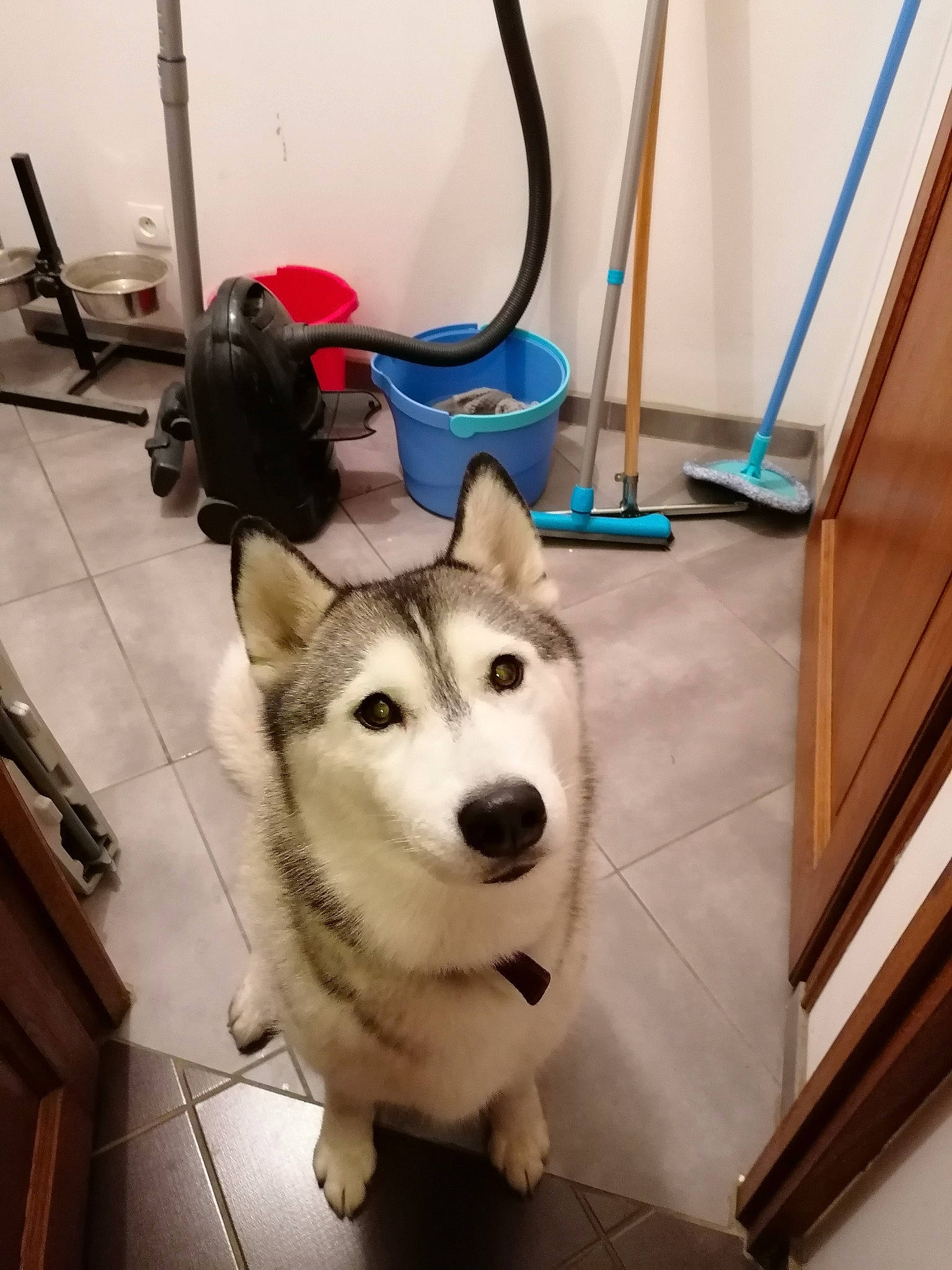 Maïna a rejoint le concours — aidez-le/la à gagner de superbes lots ! ancient_dog_breeds, canidae, canis, carnivore, companion_dog, dog, dog_breed, floor, flooring, fur, metal, non_sporting_group, paw, siberian_husky, sled_dog, snout, sporting_group, whiskers, working_dog