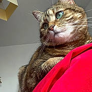 Canaille a rejoint le concours — aidez-le/la à gagner de superbes lots ! cat, tabby, green_eyes, close_up, indoor, red_blanket, feline, pet, whiskers, fur, cute, animal, portrait, domestic_cat, relaxed, looking_away, soft_light, cozy, household, curious