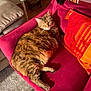 Canaille participe au concours pour gagner de l'argent avec cette photo : cat, tabby_cat, feline, pet, animal, couch, red_couch, pillow, striped_pillow, indoor, sunlight, carpet, cozy, relaxed, furry, resting, living_room, warm_light, orange_brown_fur, comfortable