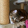 cat, tabby, cat_tree, scratching_post, plush, pet, indoor, relaxed, feline, toy, perch, resting, green_eyes, fur, whiskers, ear, nose, animal, household, cozy