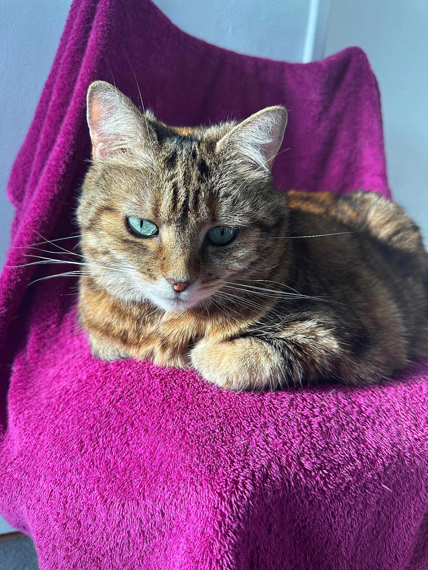 Canaille participe au concours pour gagner de l'argent avec cette photo : cat, tabby, blue_eyes, feline, pet, indoor, towel, magenta, chair, relaxed, fur, whiskers, closeup, animal, domestic_animal, cute, portrait, resting, natural_light, cozy
