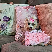 Mia is registered to the contest to win money with this photo: dog, small_dog, pink_dress, bow, tongue_out, couch, pillows, decorative_pillows, living_room, cute, pet, fur, sitting, indoors, cozy, fabric, textile, animal, adorable, home