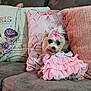 dog, small_dog, pink_dress, bow, tongue_out, couch, pillows, decorative_pillows, living_room, cute, pet, fur, sitting, indoors, cozy, fabric, textile, animal, adorable, home