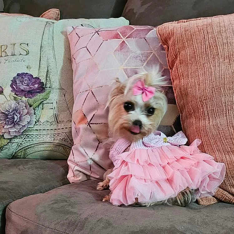 Mia is registered to the contest to win money with this photo: adorable, animal, bow, couch, cozy, cute, decorative_pillows, dog, fabric, fur, home, indoors, living_room, pet, pillows, pink_dress, sitting, small_dog, textile, tongue_out