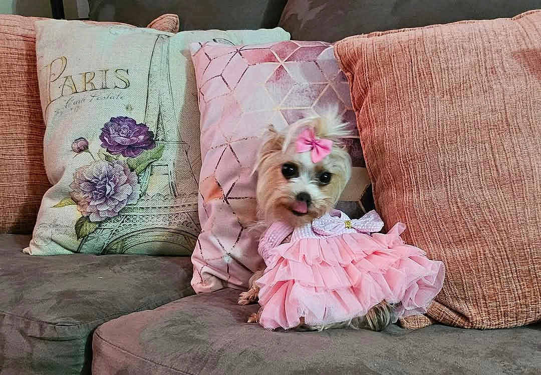 Mia is registered to the contest to win money with this photo: dog, small_dog, pink_dress, bow, tongue_out, couch, pillows, decorative_pillows, living_room, cute, pet, fur, sitting, indoors, cozy, fabric, textile, animal, adorable, home