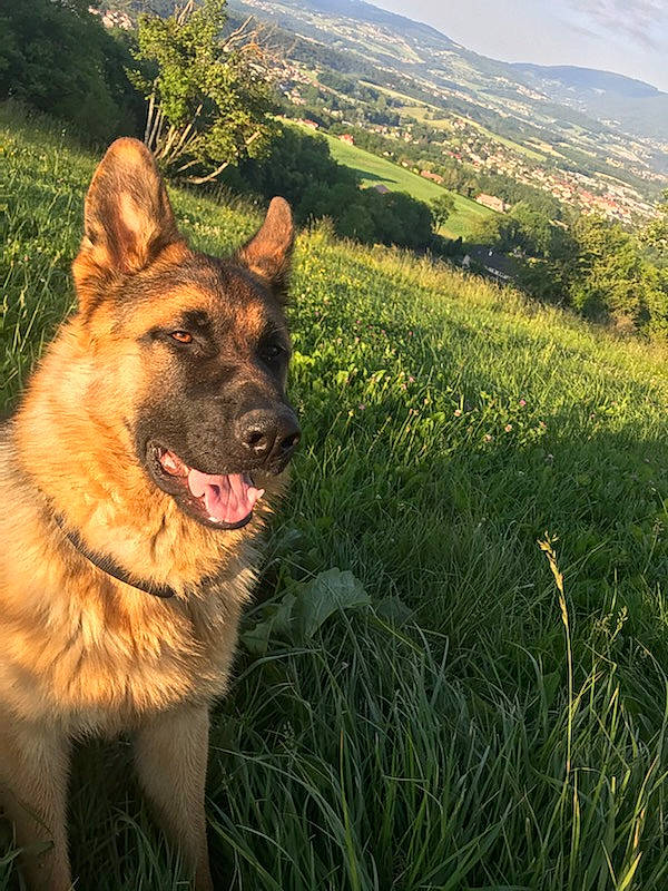 César participe au concours pour gagner de l'argent avec cette photo : carnivore, cloud, companion_dog, dog, dog_breed, fawn, german_shepherd_dog, grass, grassland, herding_dog, hill, landscape, mountain, natural_landscape, people_in_nature, plant, sky, snout, sporting_group, tree