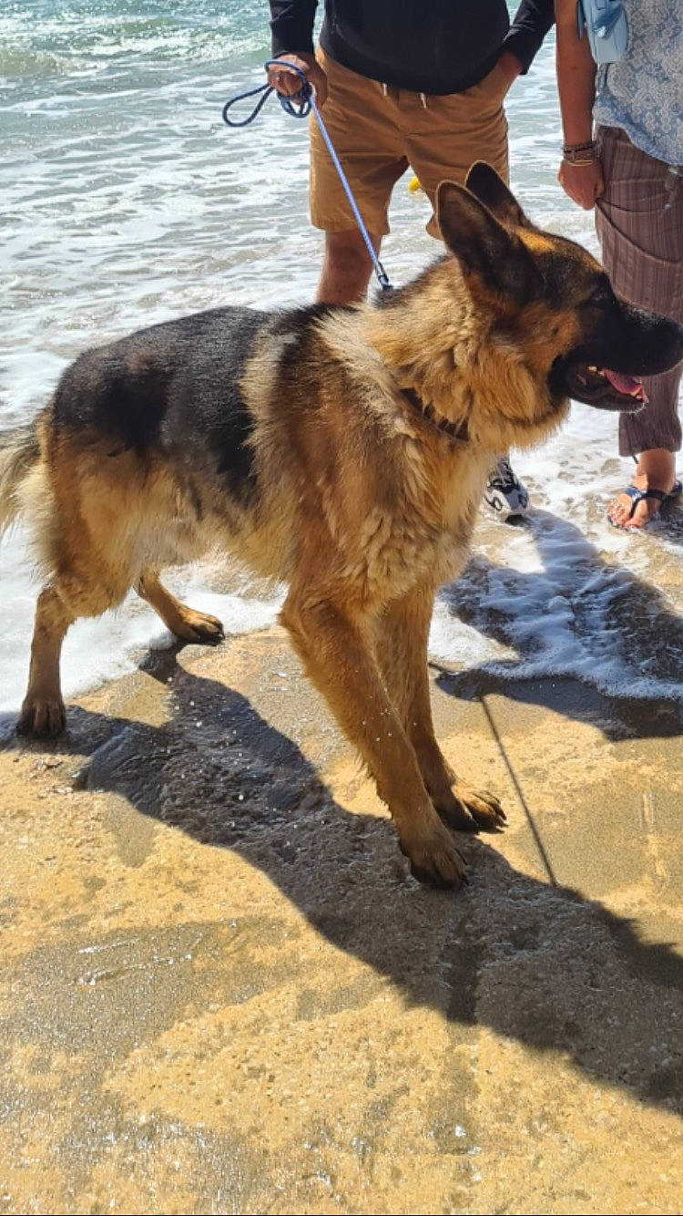 César participe au concours pour gagner de l'argent avec cette photo : bicycle, bicycle_wheel, canis, carnivore, collar, companion_dog, dog, dog_breed, east_european_shepherd, german_shepherd_dog, herding_dog, leash, old_german_shepherd_dog, pet_supply, shorts, tire, water, wheel, working_animal, working_dog