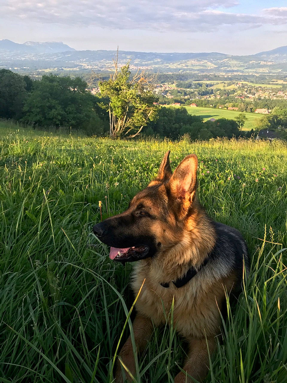 César a rejoint le concours — aidez-le/la à gagner de superbes lots ! canidae, carnivore, cloud, dog, dog_breed, fawn, german_shepherd_dog, grass, grassland, hill, king_shepherd, landscape, natural_landscape, old_german_shepherd_dog, people_in_nature, plant, sky, sporting_group, tree, wilderness
