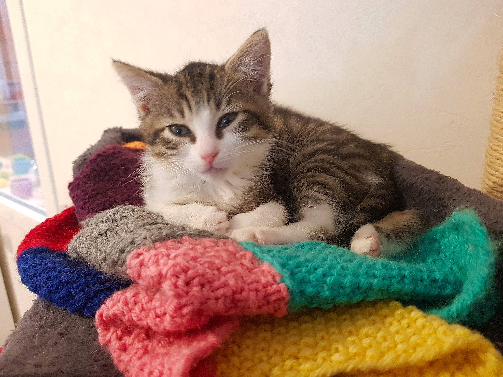 Praline participe au concours pour gagner de l'argent avec cette photo : art, asian, carnivore, cat, craft, crochet, domestic_short_haired_cat, dragon_li, european_shorthair, felidae, fur, kitten, knitting, small_to_medium_sized_cats, tabby_cat, tail, textile, thread, whiskers, wool