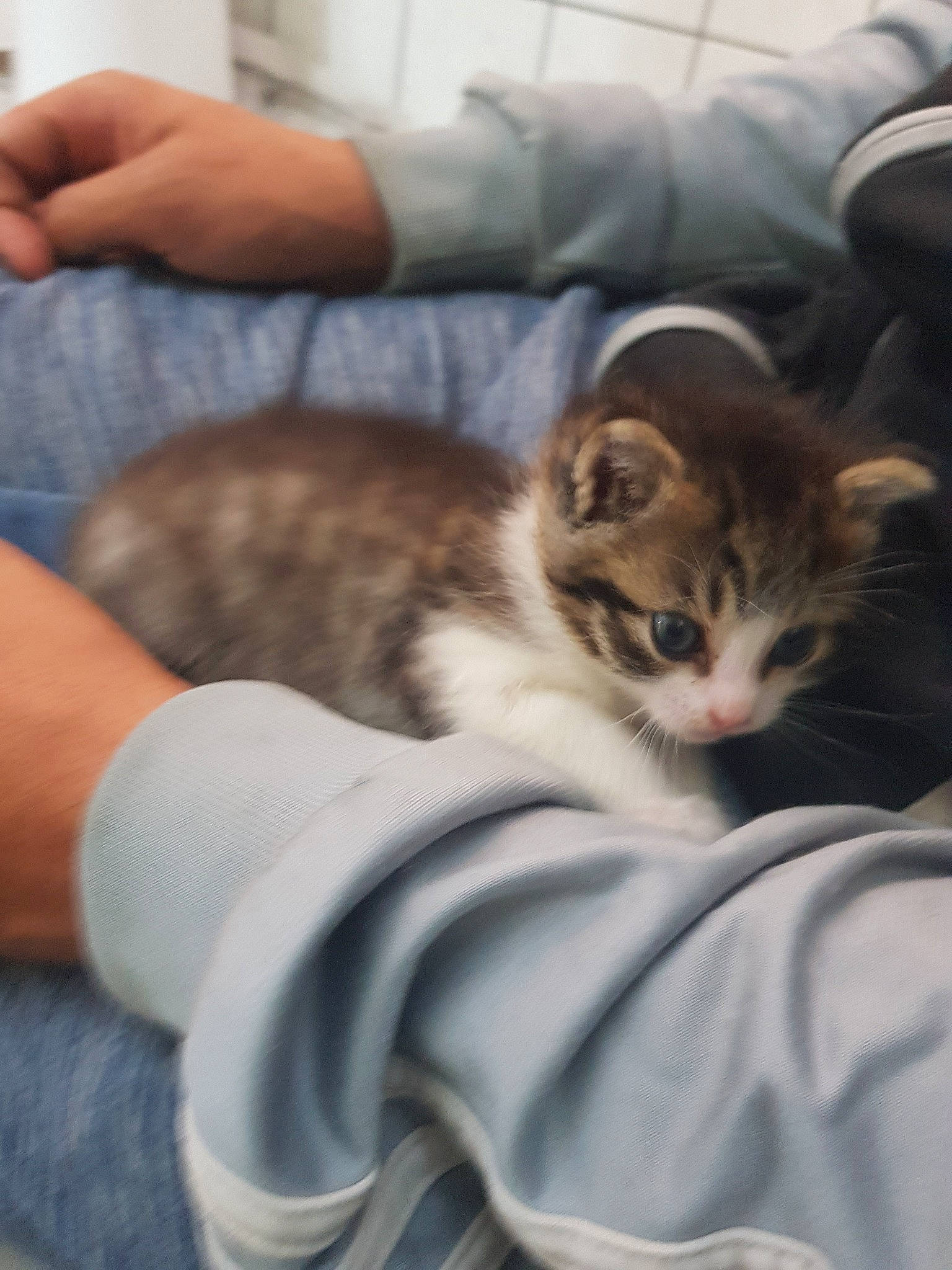 Praline participe au concours pour gagner de l'argent avec cette photo : aegean_cat, american_curl, american_shorthair, american_wirehair, asian, carnivore, cat, domestic_short_haired_cat, ear, european_shorthair, fawn, felidae, fur, kitten, mammal, norwegian_forest_cat, polydactyl_cat, small_to_medium_sized_cats, tabby_cat, whiskers