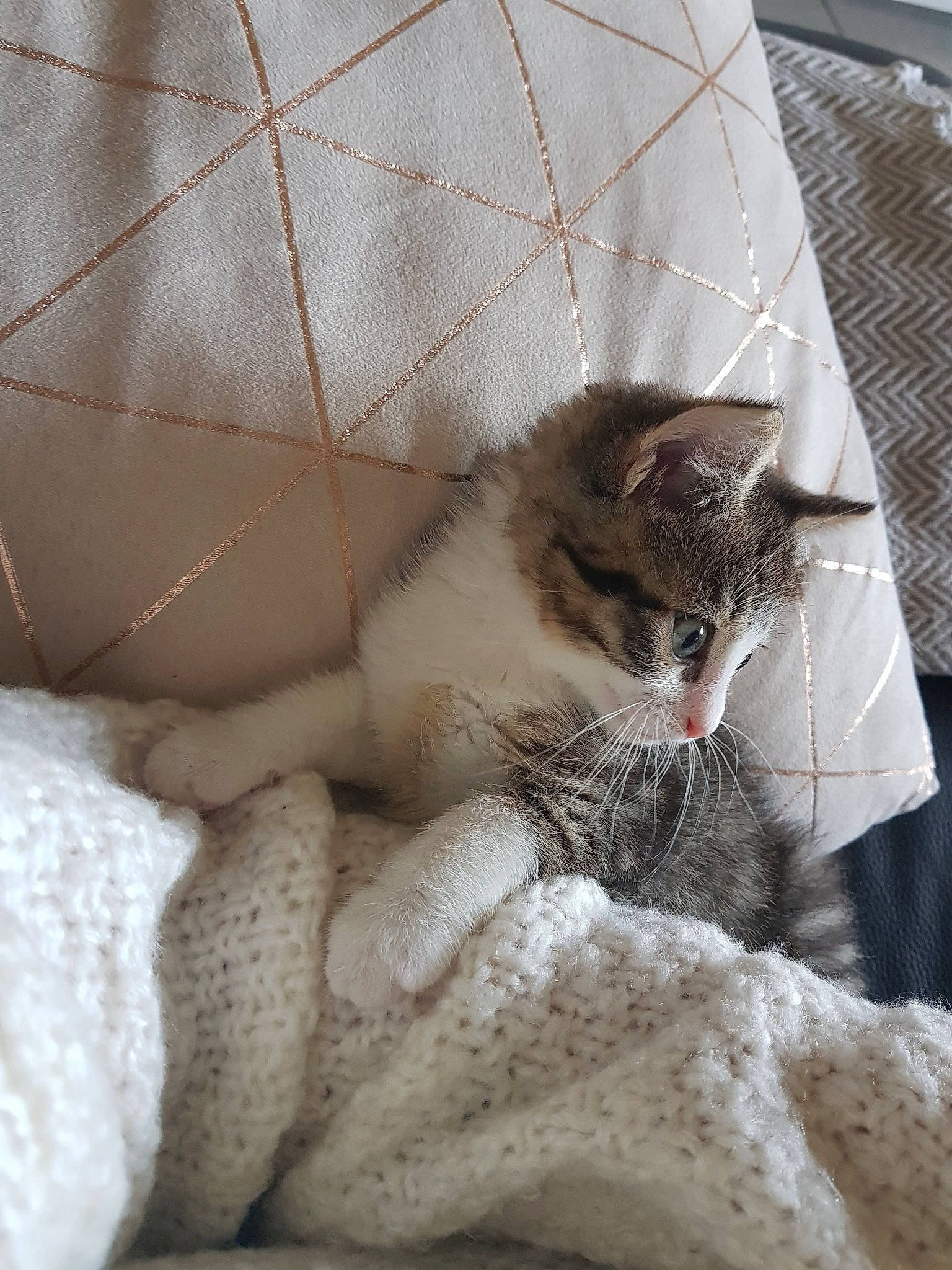 Praline participe au concours pour gagner de l'argent avec cette photo : aegean_cat, asian, british_semi_longhair, carnivore, cat, domestic_short_haired_cat, european_shorthair, fawn, felidae, fur, kitten, norwegian_forest_cat, polydactyl_cat, small_to_medium_sized_cats, whiskers