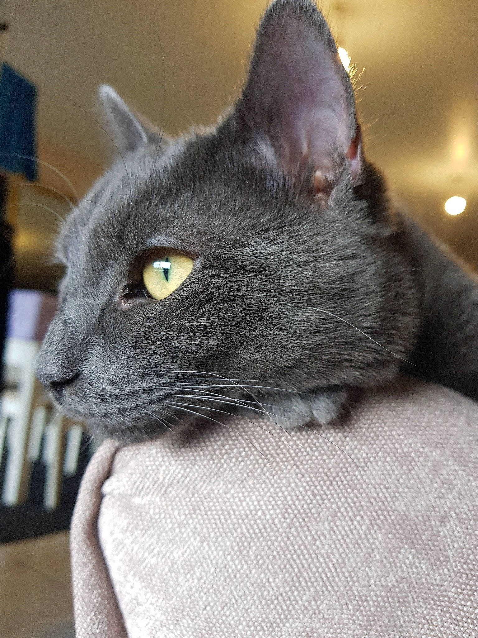 Crispy a rejoint le concours — aidez-le/la à gagner de superbes lots ! asian, black_cat, british_shorthair, burmese, carnivore, cat, chartreux, domestic_short_haired_cat, felidae, korat, mammal, nebelung, russian_blue, small_to_medium_sized_cats, snout, vertebrate, whiskers