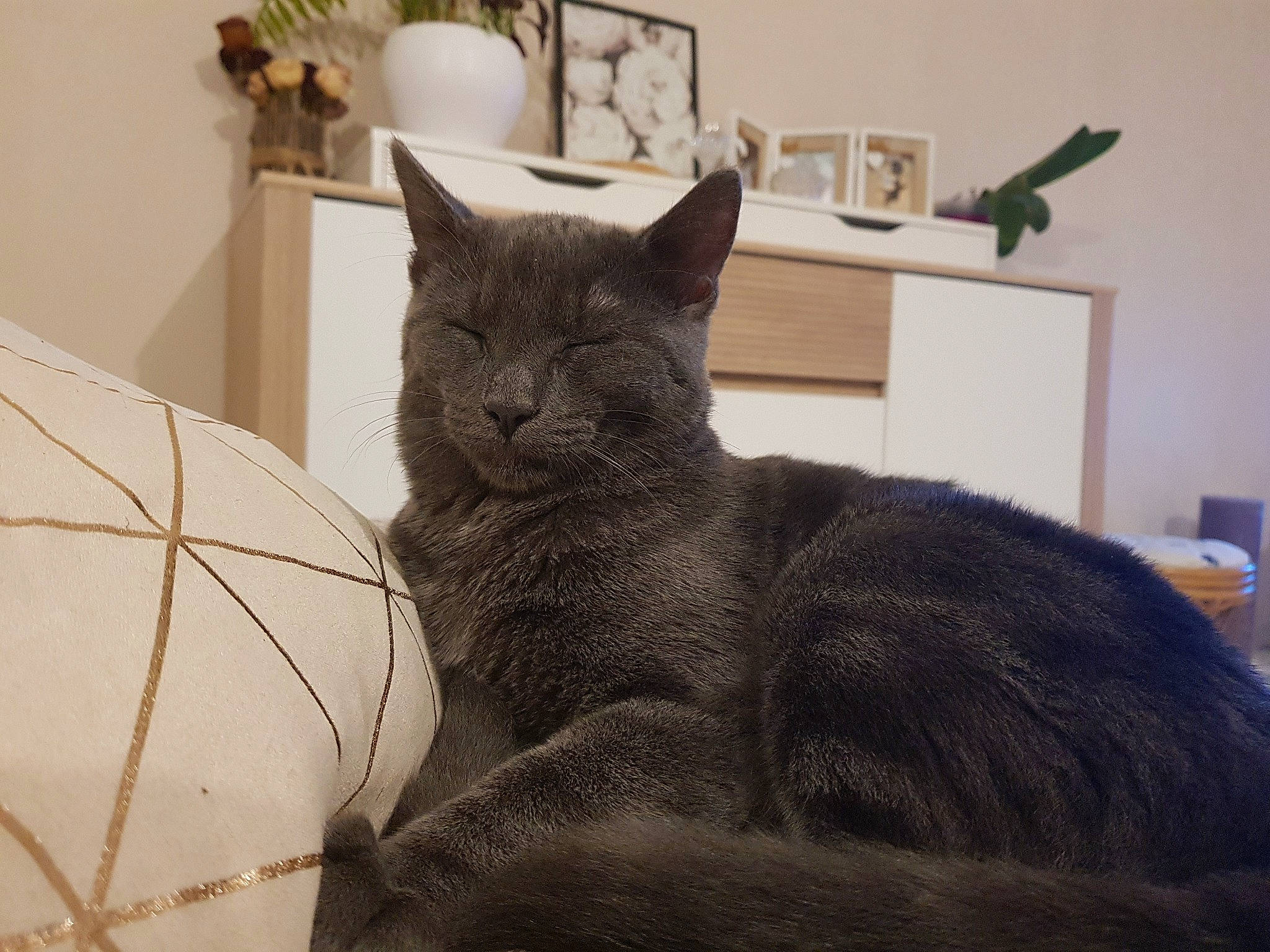 Crispy participe au concours pour gagner de l'argent avec cette photo : asian, black_cat, british_shorthair, burmese, carnivore, cat, chartreux, domestic_short_haired_cat, european_shorthair, felidae, fur, korat, mammal, nebelung, russian_blue, small_to_medium_sized_cats, snout, tail, vertebrate, whiskers