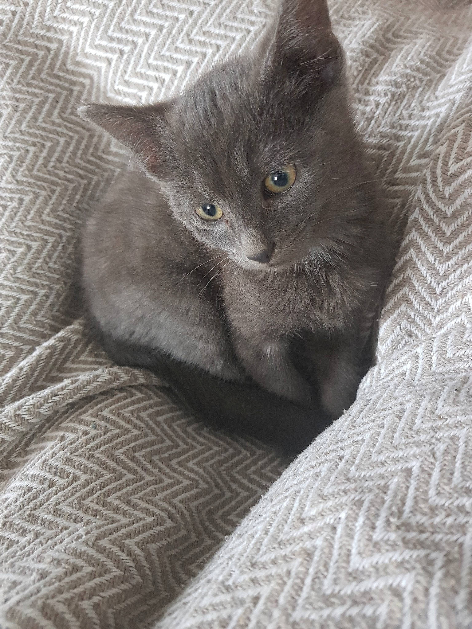 Crispy a rejoint le concours — aidez-le/la à gagner de superbes lots ! british_longhair, british_semi_longhair, british_shorthair, burmese, carnivore, cat, chartreux, domestic_short_haired_cat, fawn, felidae, german_rex, kitten, korat, mammal, nebelung, russian_blue, small_to_medium_sized_cats, vertebrate, whiskers