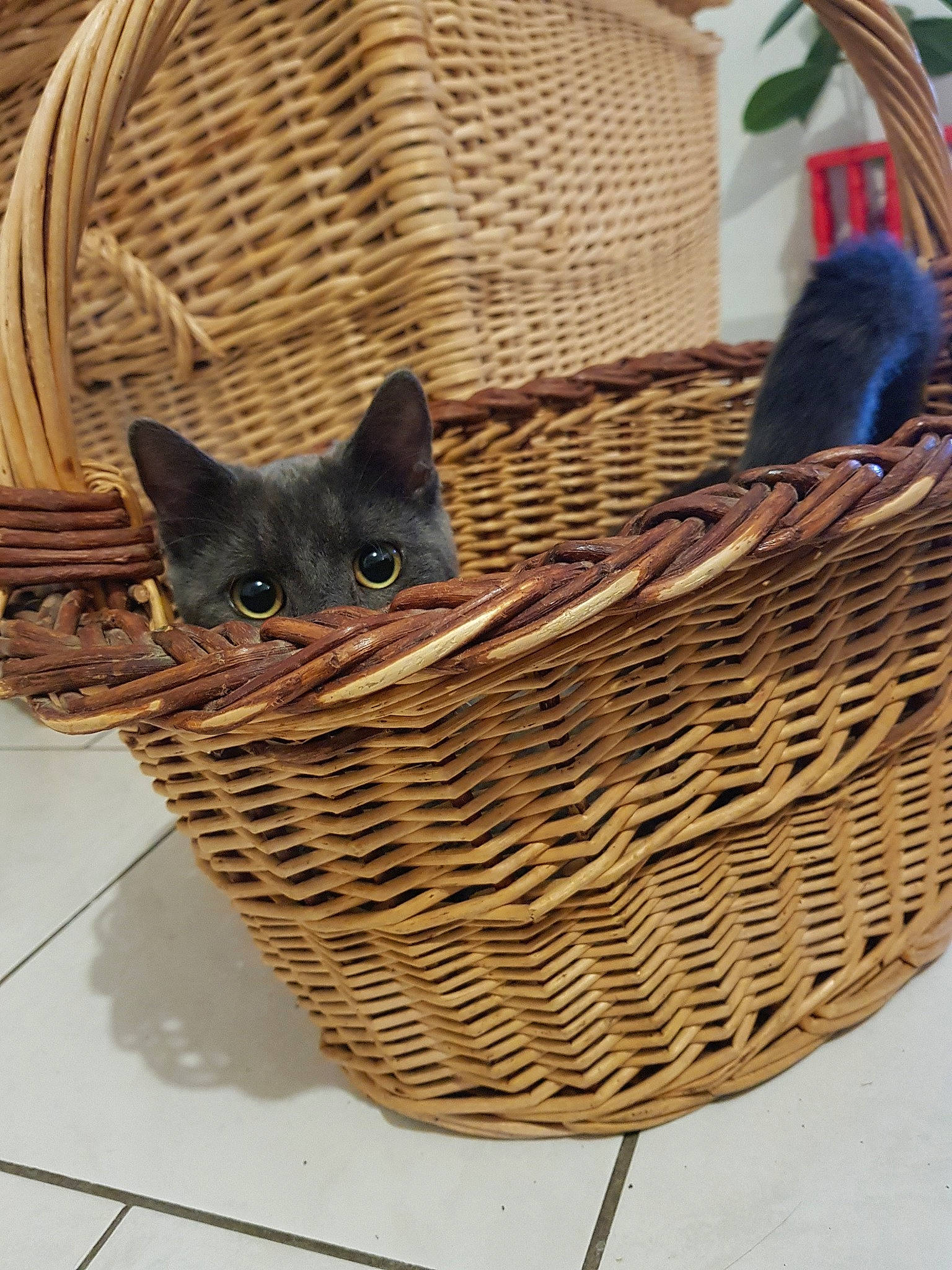 Crispy a rejoint le concours — aidez-le/la à gagner de superbes lots ! basket, carnivore, cat, cat_bed, felidae, hamper, home_accessories, kitten, picnic_basket, small_to_medium_sized_cats, storage_basket, wicker