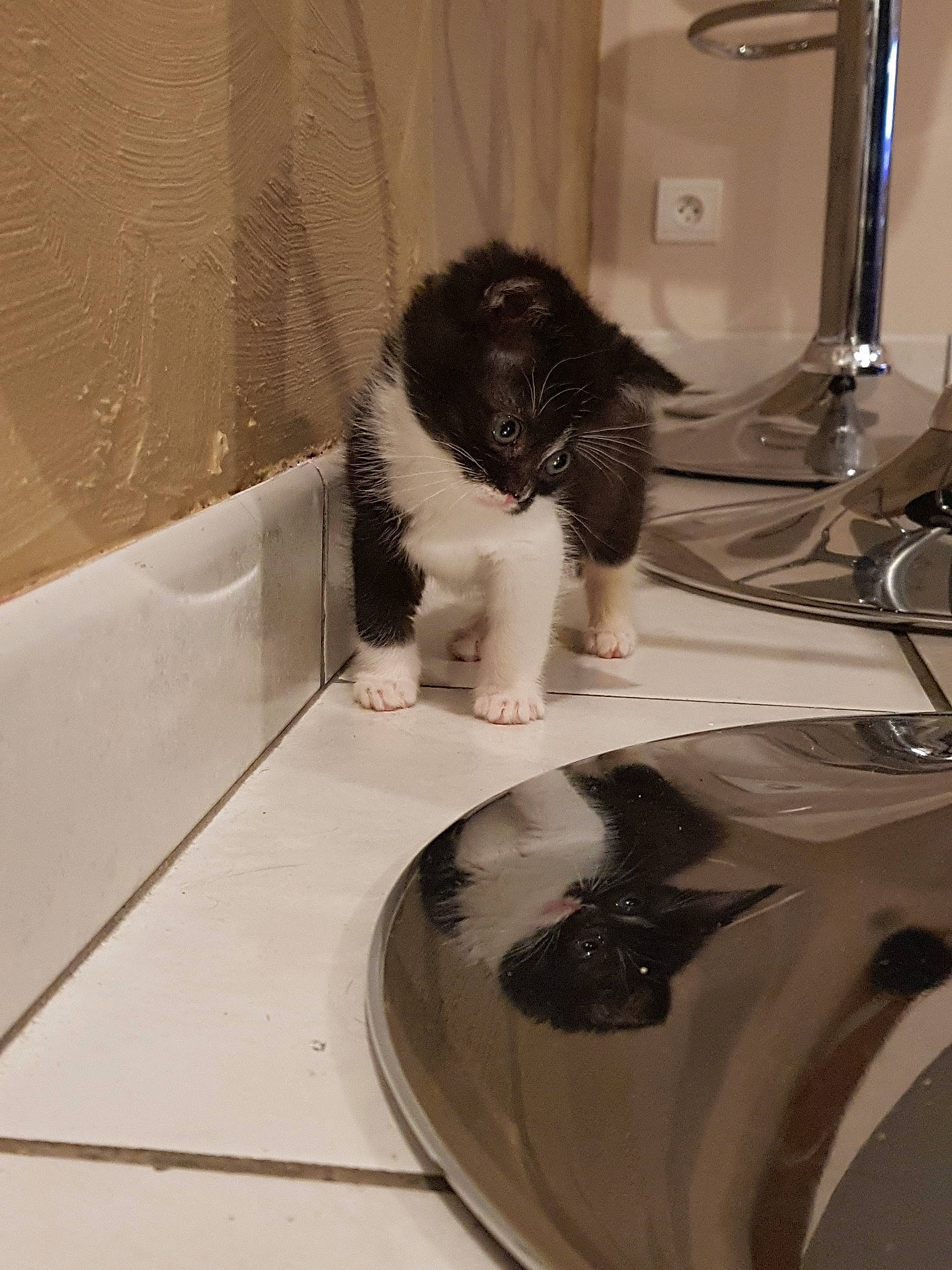 Casie participe au concours pour gagner de l'argent avec cette photo : canidae, carnivore, cat, dog_breed, fawn, felidae, room, small_to_medium_sized_cats, sporting_group