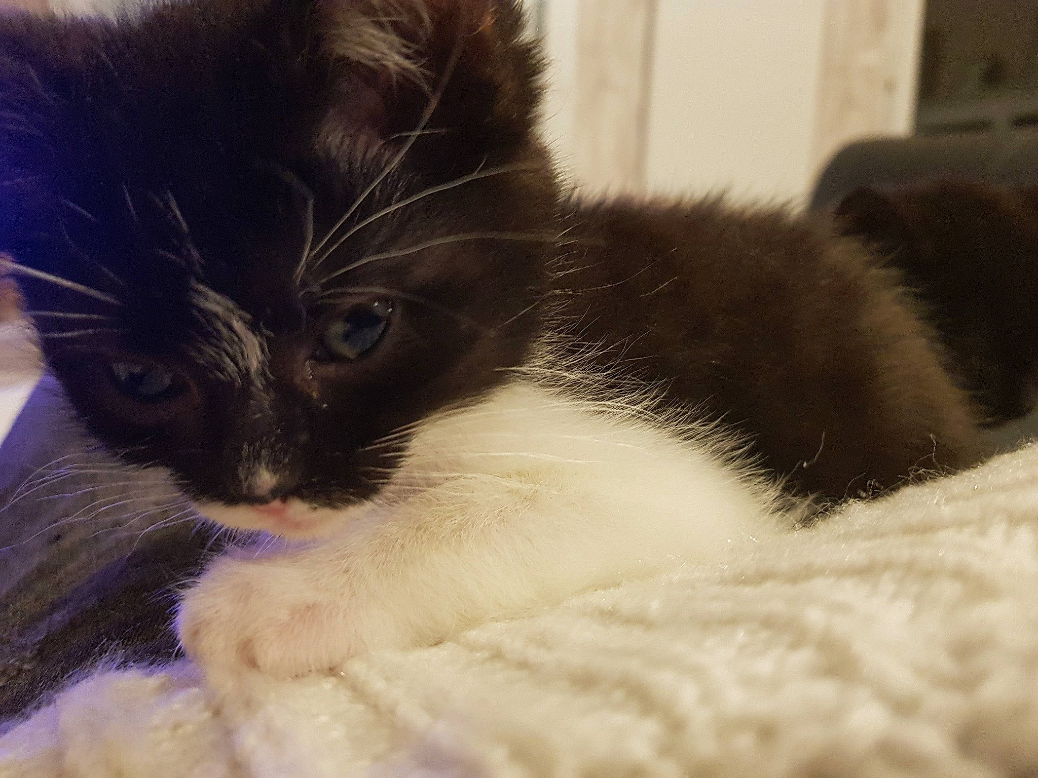 Casie participe au concours pour gagner de l'argent avec cette photo : black_cat, carnivore, cat, domestic_long_haired_cat, domestic_short_haired_cat, ear, eye, felidae, fur, kitten, mammal, norwegian_forest_cat, polydactyl_cat, ragamuffin, small_to_medium_sized_cats, snout, tail, whiskers