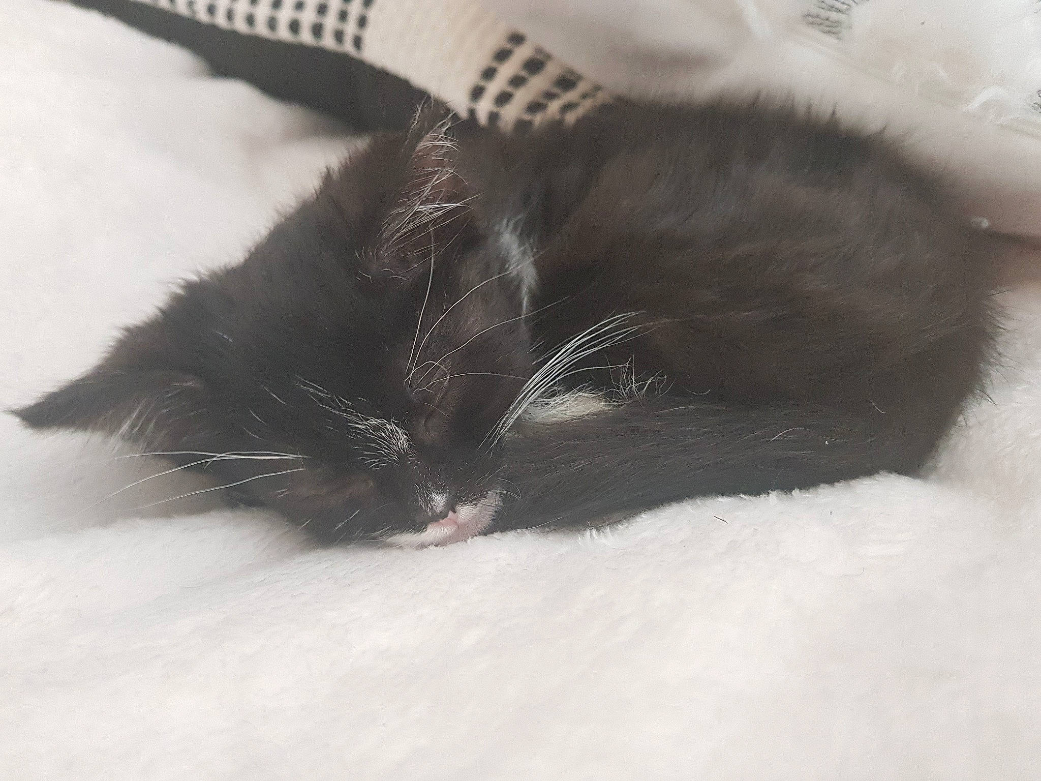 Casie a rejoint le concours — aidez-le/la à gagner de superbes lots ! black, black_and_white, black_cat, carnivore, cat, claw, domestic_long_haired_cat, ear, eye, felidae, fur, kitten, norwegian_forest_cat, paw, polydactyl_cat, skin, small_to_medium_sized_cats, snout, tail, whiskers