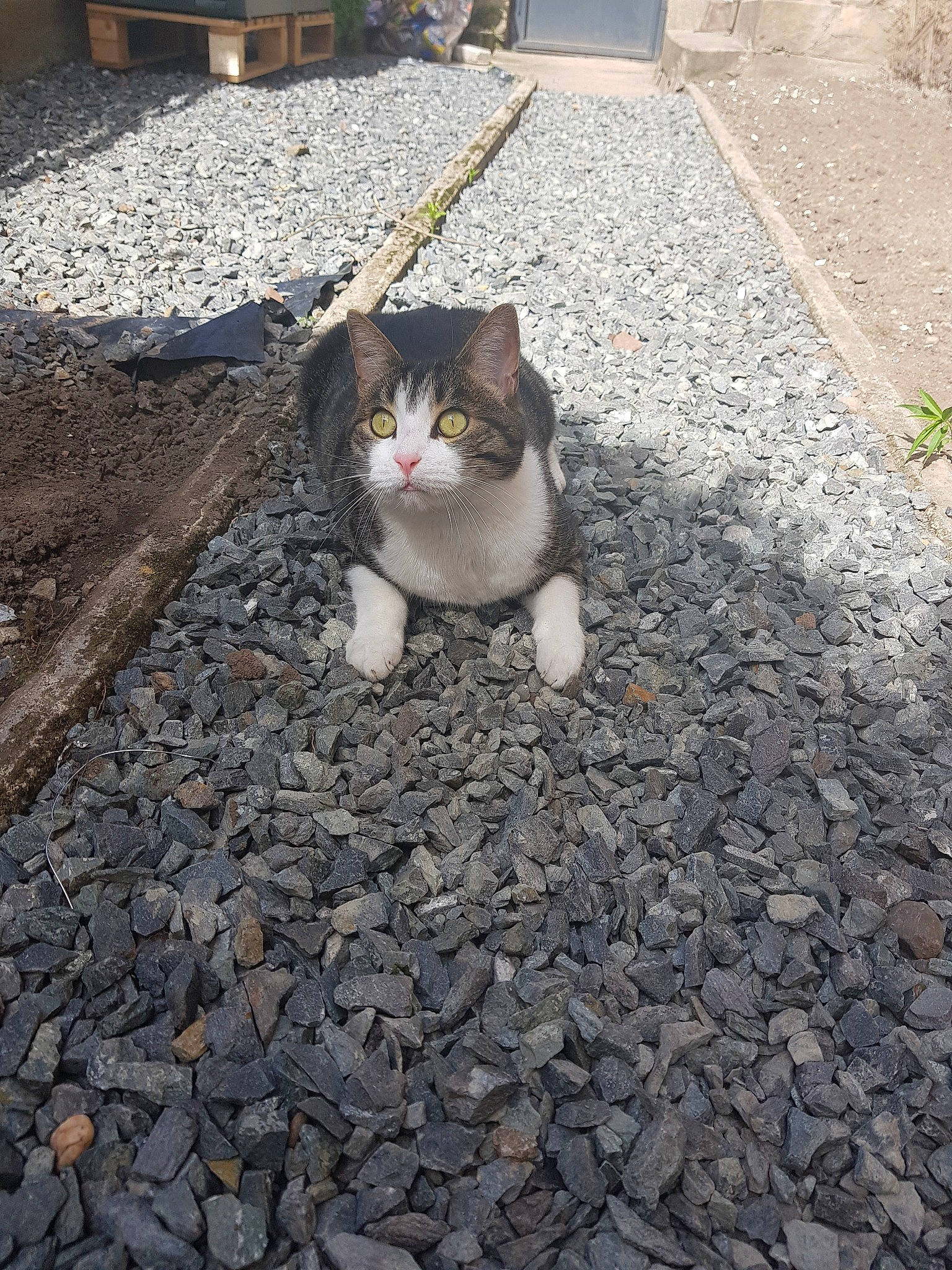 Oreo a rejoint le concours — aidez-le/la à gagner de superbes lots ! aegean_cat, asphalt, carnivore, cat, cobblestone, domestic_short_haired_cat, european_shorthair, felidae, floor, flooring, gravel, polydactyl_cat, road, road_surface, sand, sidewalk, small_to_medium_sized_cats, soil, tabby_cat, whiskers