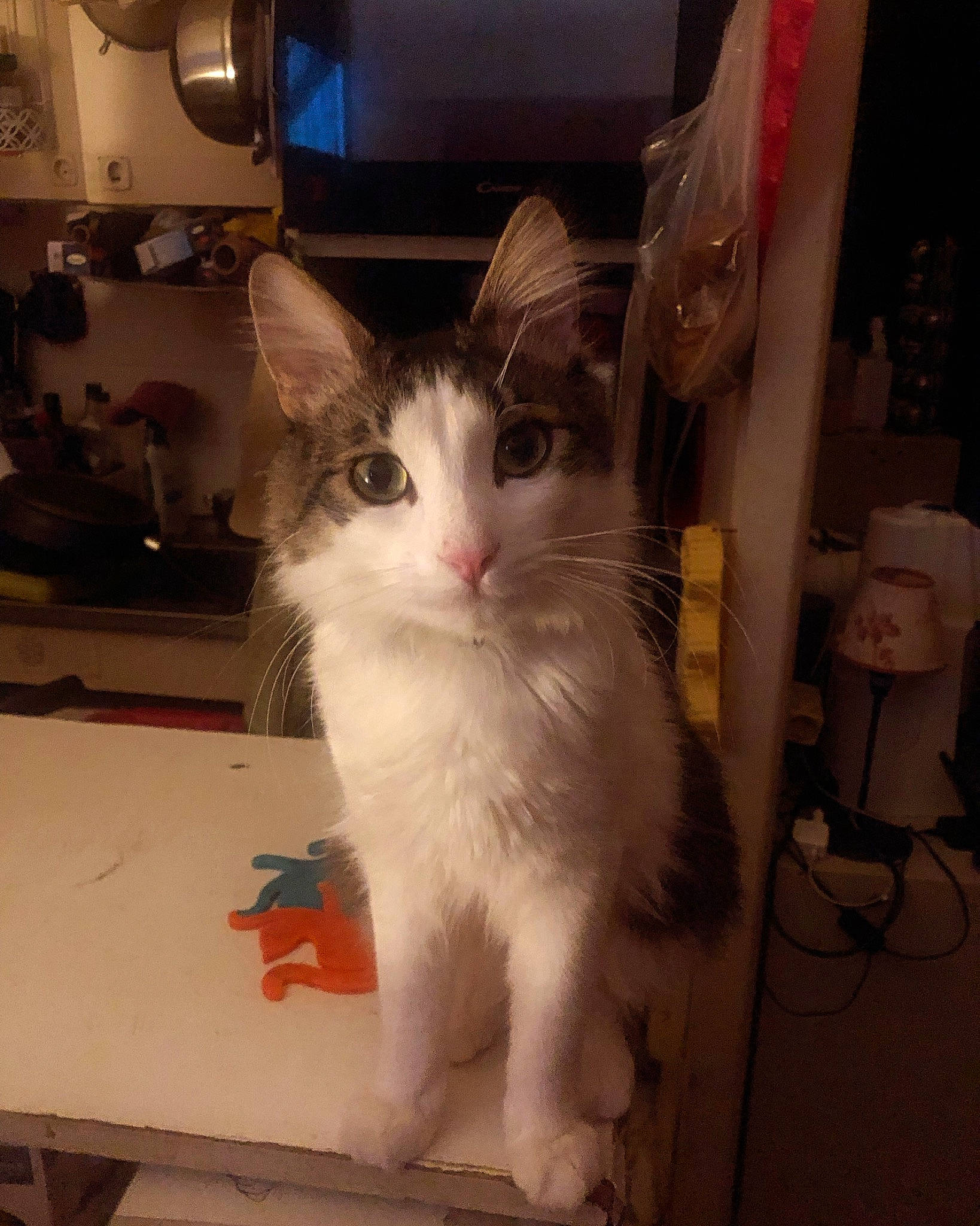 Natsuki participe au concours pour gagner de l'argent avec cette photo : box, carnivore, cat, domestic_short_haired_cat, door, felidae, flooring, fur, home_appliance, kitchen_appliance, paw, refrigerator, shelf, small_to_medium_sized_cats, snout, square, tail, television, whiskers, window