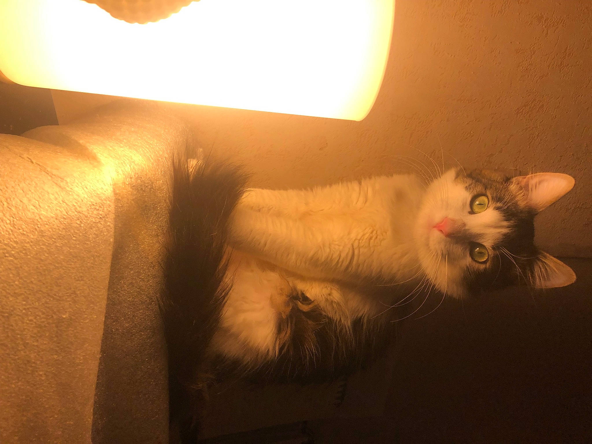 Natsuki participe au concours pour gagner de l'argent avec cette photo : carnivore, cat, comfort, couch, darkness, felidae, fur, hardwood, human_leg, lamp, lampshade, linens, orange, room, small_to_medium_sized_cats, tail, textile, tints_and_shades, whiskers, wood