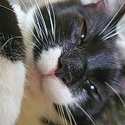Milo is registered to the contest to win money with this photo: cat, black_and_white, close_up, whiskers, nose, fur, relaxed, sleepy, pet, animal, cute, face, indoors, soft, cozy, mammal, feline, portrait, domestic_cat, close