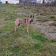 Roxie a rejoint le concours — aidez-le/la à gagner de superbes lots ! alert, animal, autumn, backyard, belgian_malinois, building, dirt, dog, fence, full_body, garden, grass, outdoor, overcast, pet, plants, pointed_ears, shed, standing, trees