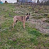 alert, animal, autumn, backyard, belgian_malinois, building, dirt, dog, fence, full_body, garden, grass, outdoor, overcast, pet, plants, pointed_ears, shed, standing, trees