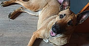 Roxie a rejoint le concours — aidez-le/la à gagner de superbes lots ! animal, belgian_malinois, black_mask, close_up, dog, floppy_pose, furniture, happy, home, indoor, long_legs, lying_down, natural_light, pet, playful, pointy_ears, portrait, tan_coat, tongue_out, wood_floor