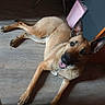 animal, belgian_malinois, black_mask, close_up, dog, floppy_pose, furniture, happy, home, indoor, long_legs, lying_down, natural_light, pet, playful, pointy_ears, portrait, tan_coat, tongue_out, wood_floor