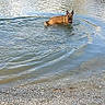 Roxie participe au concours pour gagner de l'argent avec cette photo : animal, belgian_malinois, daylight, dog, lake, landscape, nature, outdoor, pebbles, phone_screenshot, portrait, recreation, reflection, ripples, shoreline, standing, summer, swimming, water, wet_fur