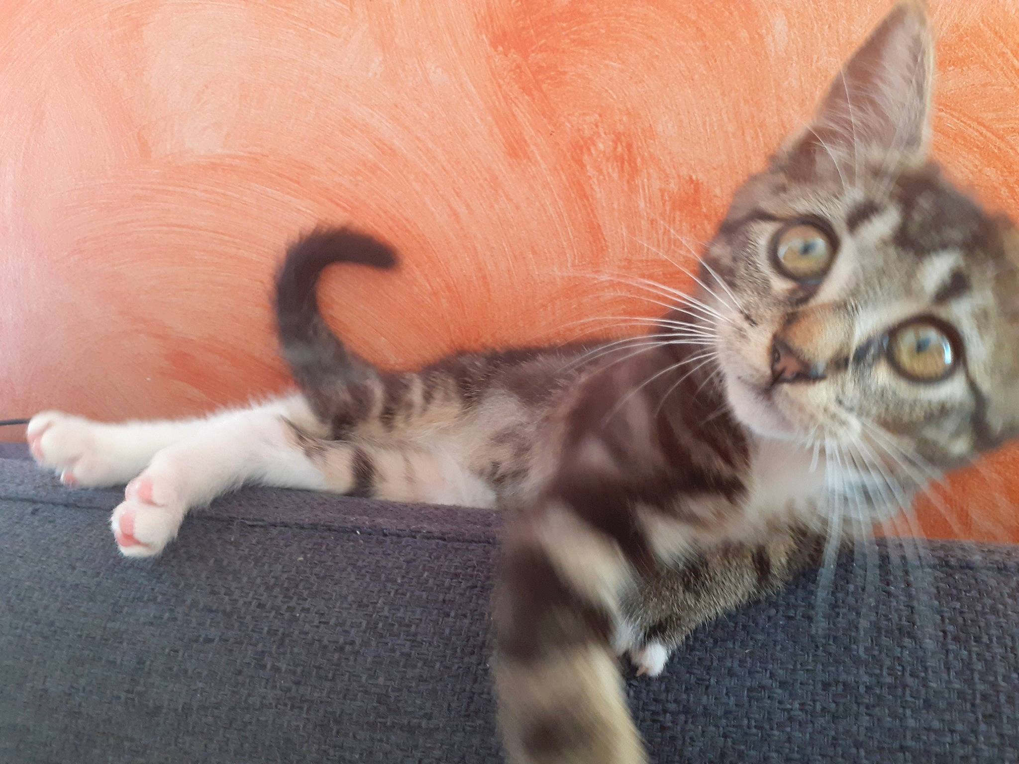 Guizmo participe au concours pour gagner de l'argent avec cette photo : carnivore, cat, claw, comfort, domestic_short_haired_cat, eye, fawn, felidae, flooring, foot, fur, paw, small_to_medium_sized_cats, snout, tail, terrestrial_animal, whiskers, wildlife, wood