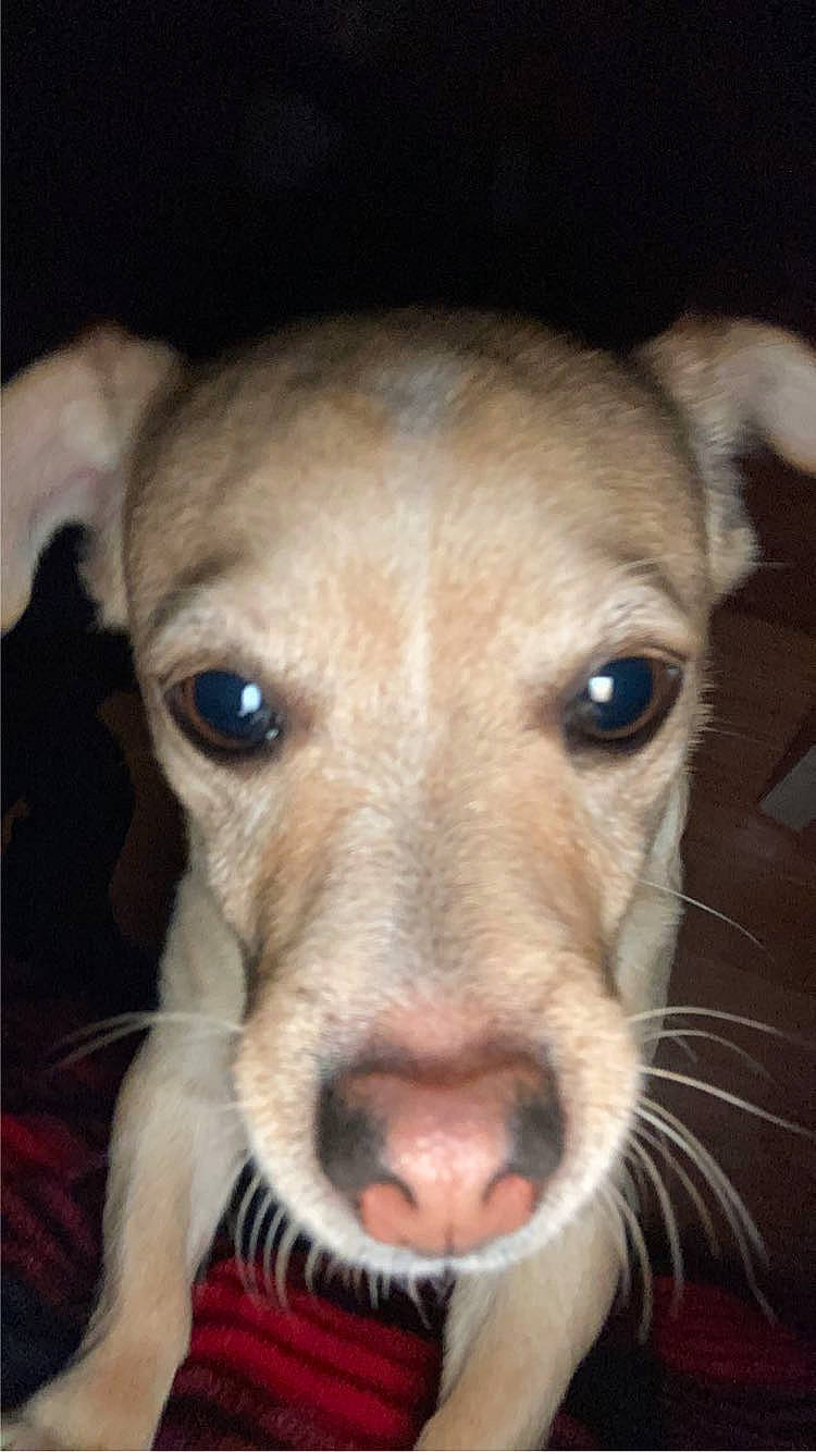 Bambi is registered to the contest to win money with this photo: animal_shelter, canidae, carnivore, collar, companion_dog, dog, dog_breed, dog_supply, ear, eye, fawn, fur, head, jaw, pet_supply, snout, sporting_group, terrestrial_animal, whiskers, working_animal