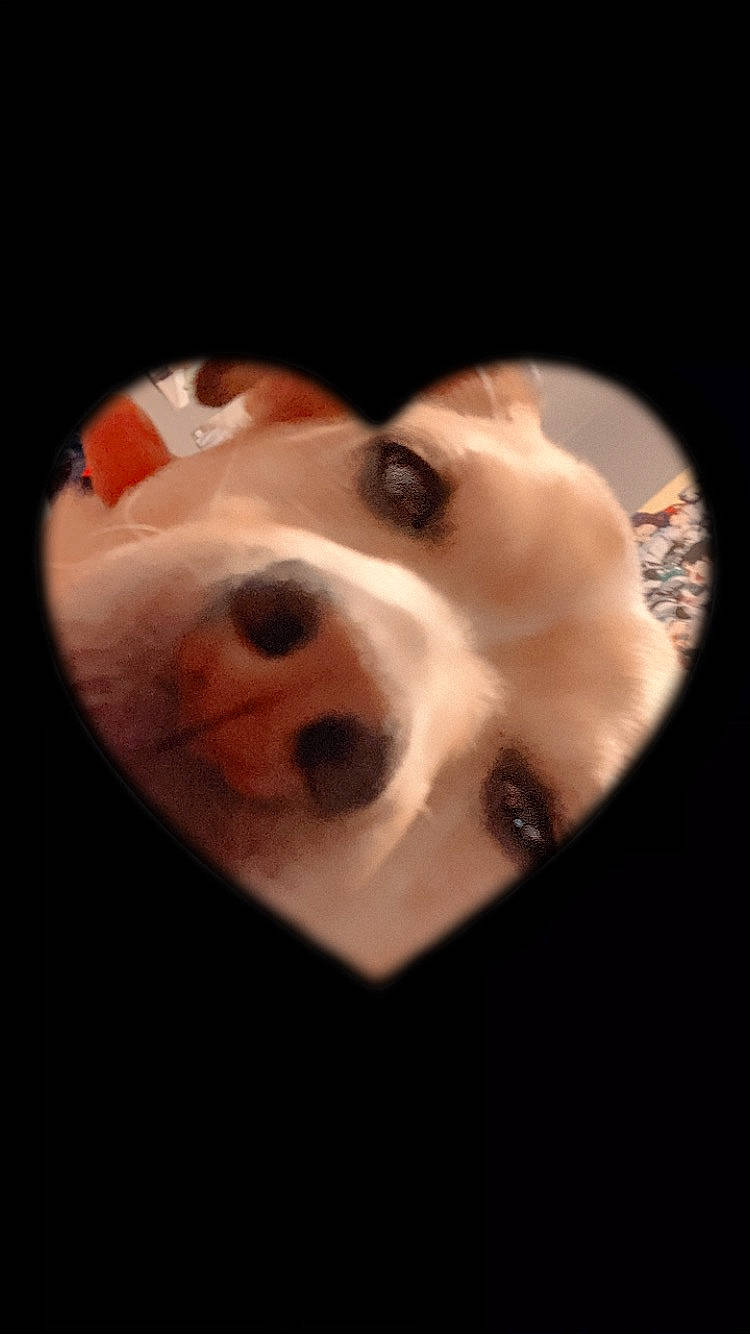 Bambi joined the competition — help win amazing prizes! ball, canidae, carnivore, circle, companion_dog, darkness, dog, dog_breed, ear, fur, jaw, non_sporting_group, snout, sporting_group, still_life_photography, whiskers, working_animal