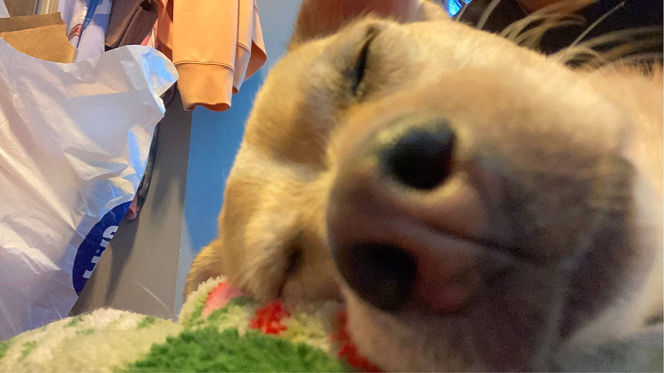 Bambi joined the competition — help win amazing prizes! canidae, carnivore, companion_dog, dog, dog_breed, event, fawn, fur, non_sporting_group, paw, photograph, photography, plush, snapshot, sporting_group, terrestrial_animal, toy, toy_dog, whiskers, working_animal