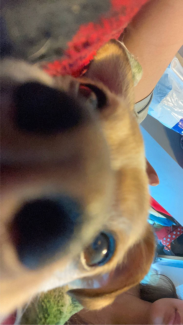 Bambi joined the competition — help win amazing prizes! automotive_exterior, blue, carnivore, cat, child, dog_breed, domestic_short_haired_cat, eyelash, fawn, felidae, fur, hood, iris, nose, selfie, small_to_medium_sized_cats, snout, whiskers, wood